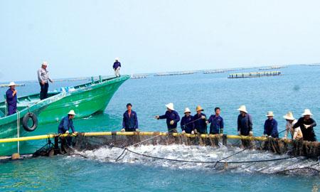 临高深海网箱养殖进三沙