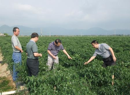 我省冬种瓜菜开局良好