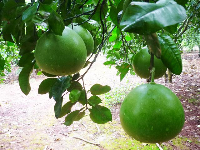 联合社基地种植的水晶柚大量市中……