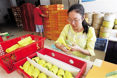 芒果种植大户“触网”了